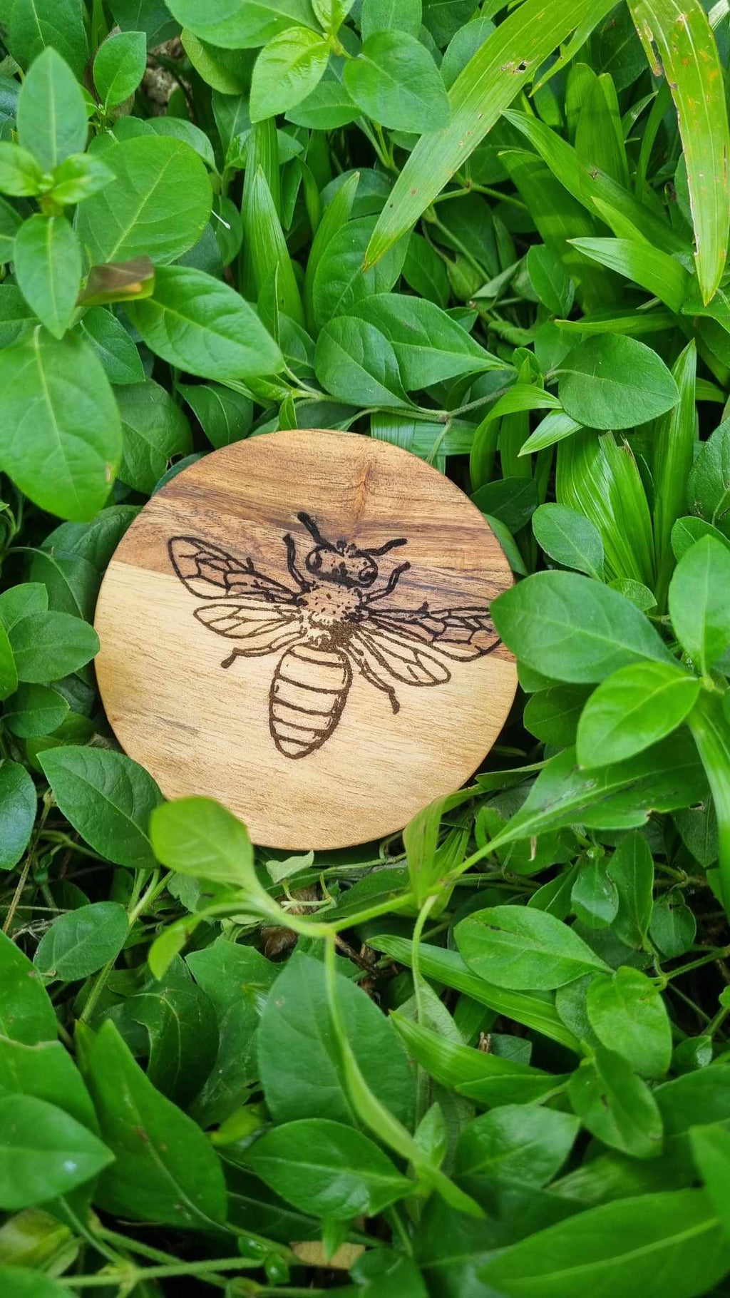 INSECTS Acacia Wood Laser Engraved Custom Coasters