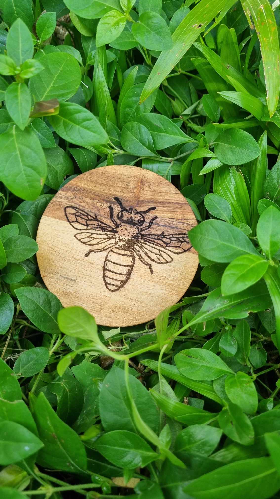 INSECTS Acacia Wood Laser Engraved Custom Coasters