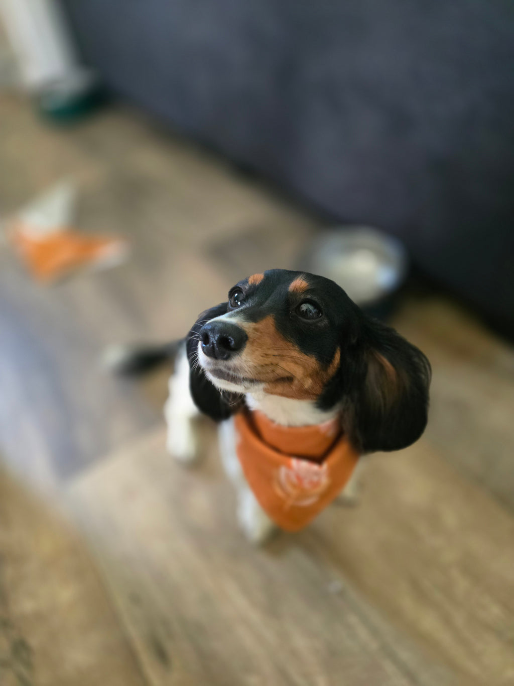 Reversible Doggy Bandana