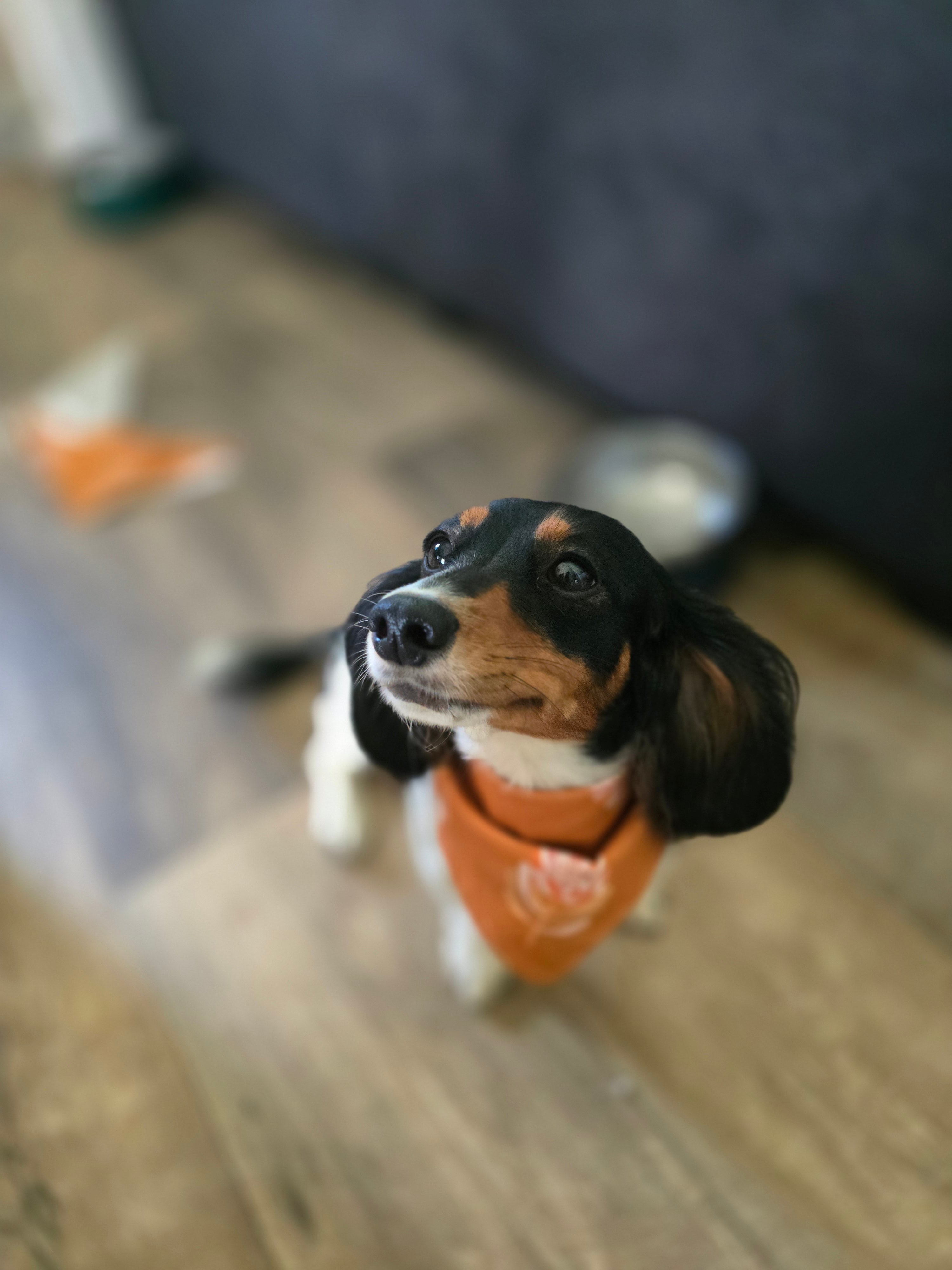 Reversible Doggy Bandana