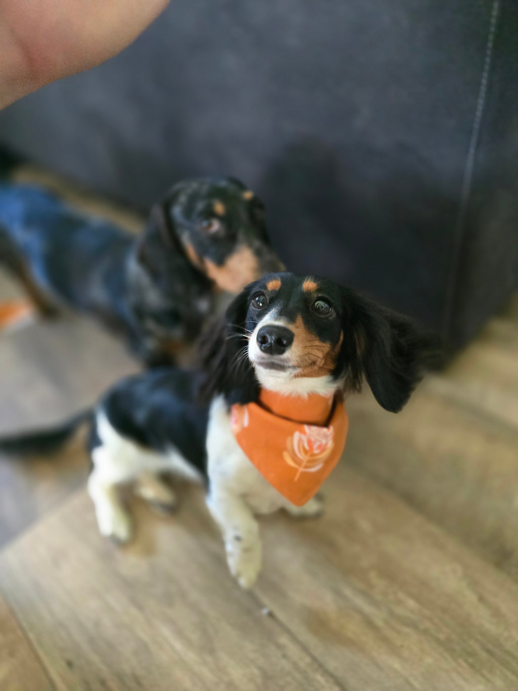 Reversible Doggy Bandana
