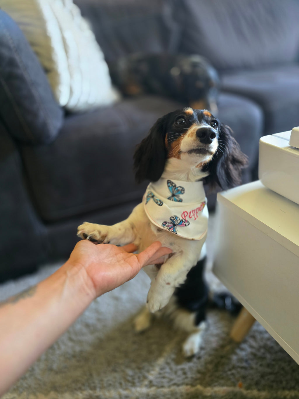 Reversible Doggy Bandana