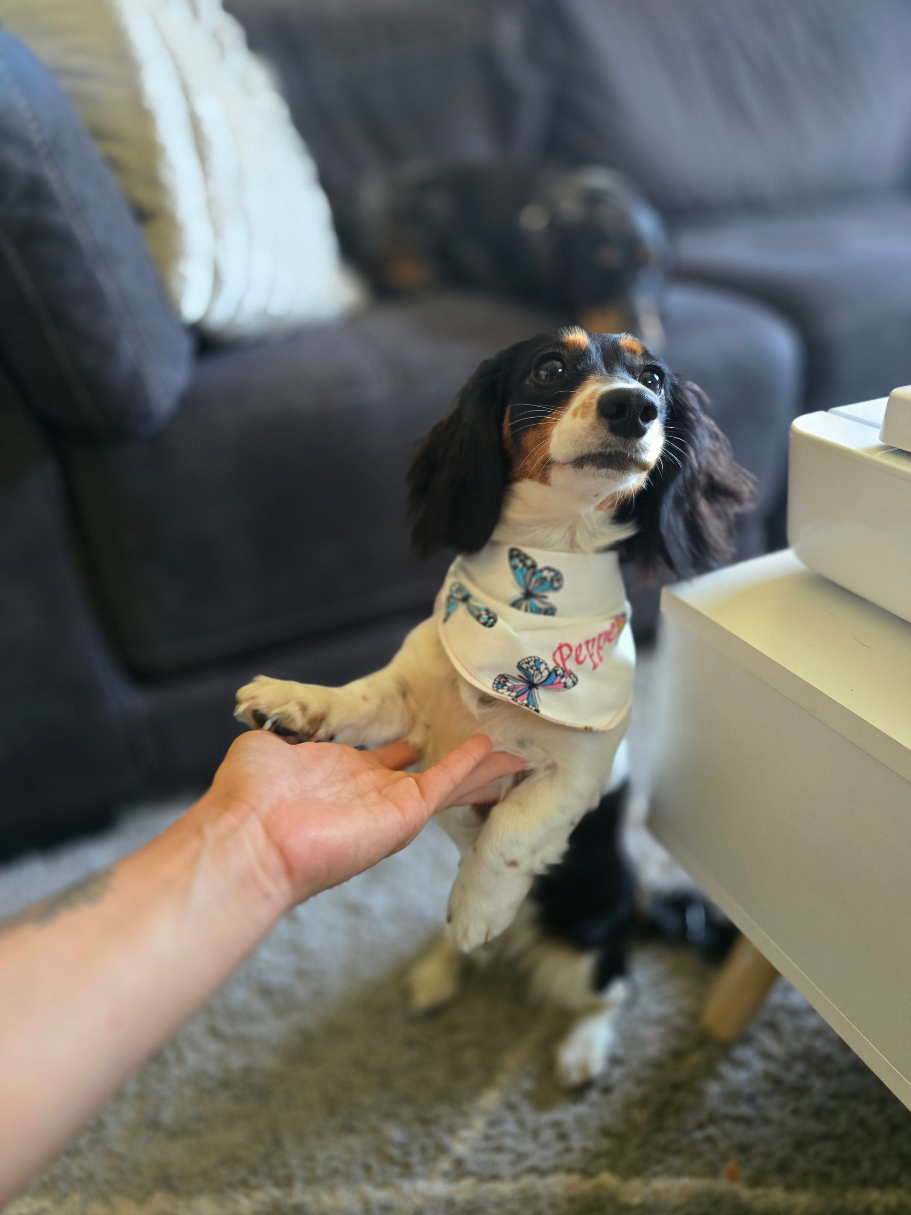 Reversible Doggy Bandana